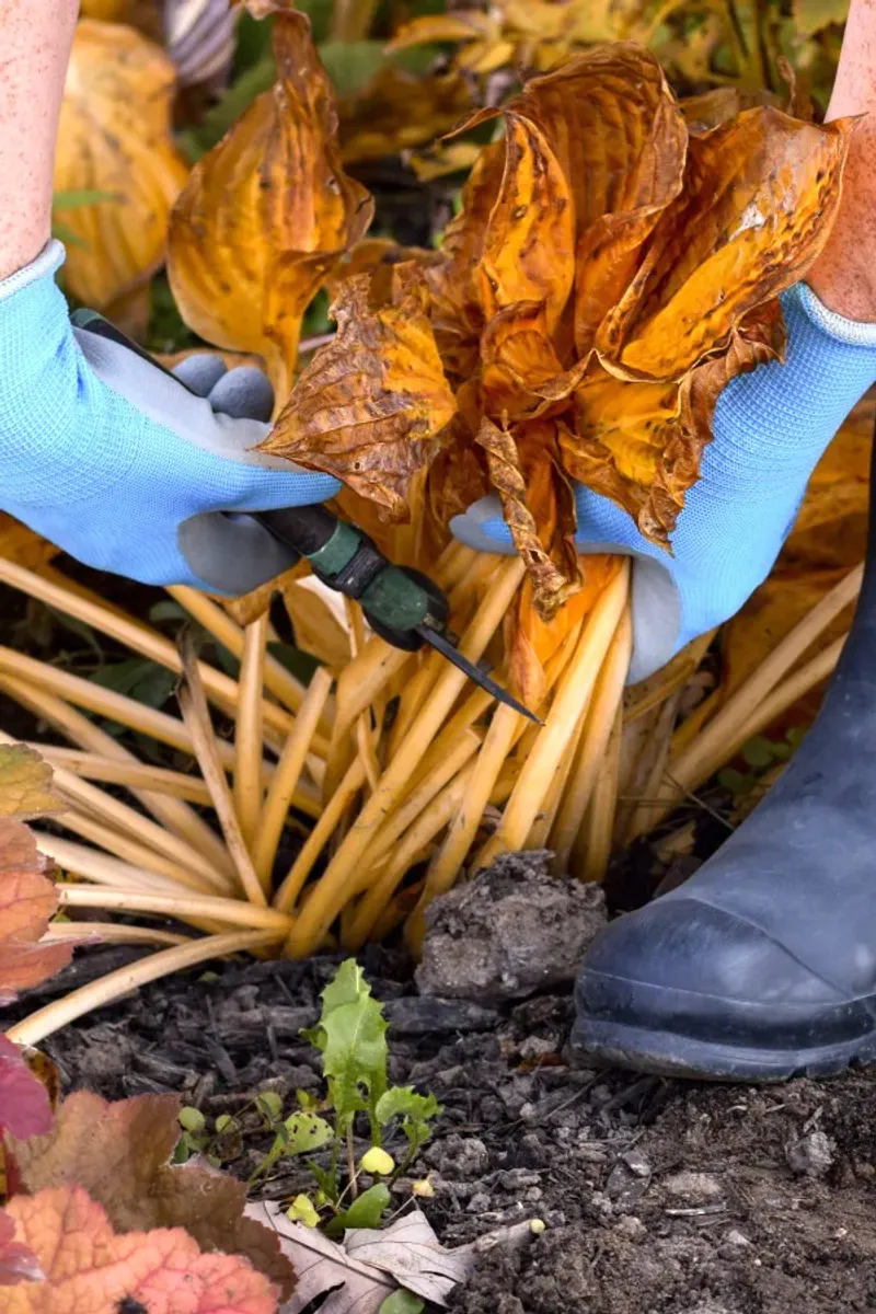 It's Easier To Clean Up After A Hard Frost