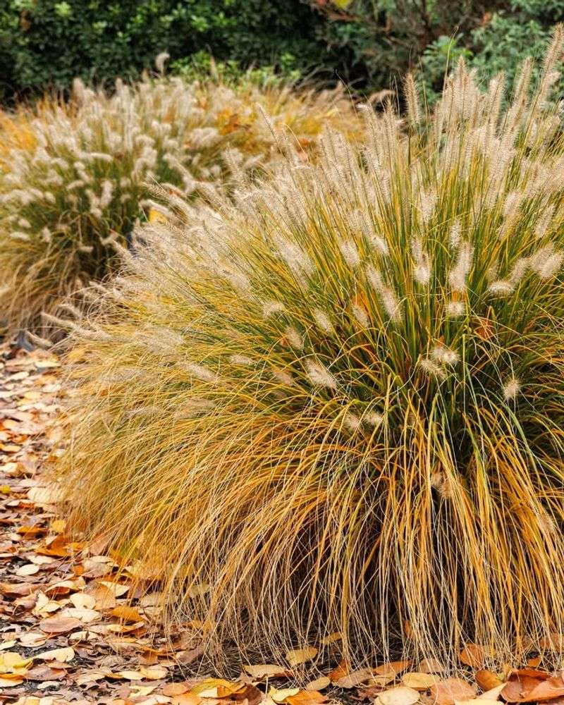 The Leaf Layer Is Thicker Than An Inch