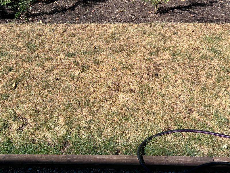 Grass Blades Turn Brown Despite Regular Watering