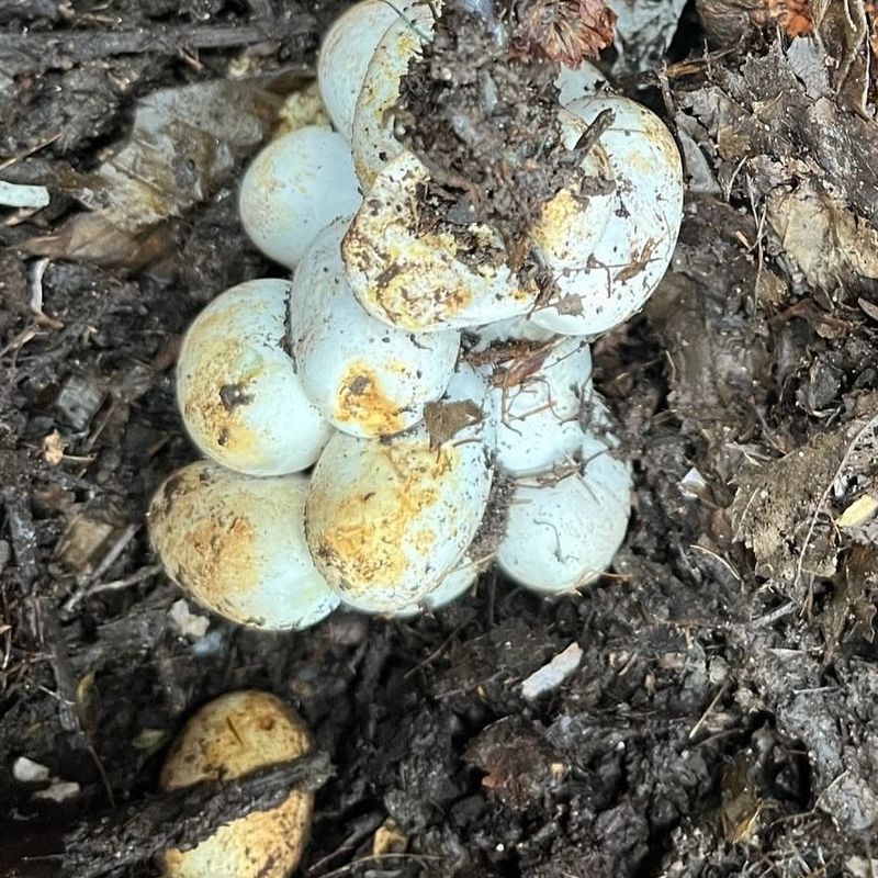 Discovering Eggs In Hidden Spots