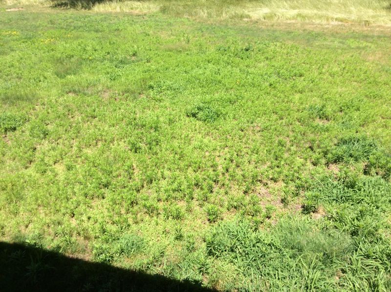 Shallow Root Systems Develop From Frequent Watering