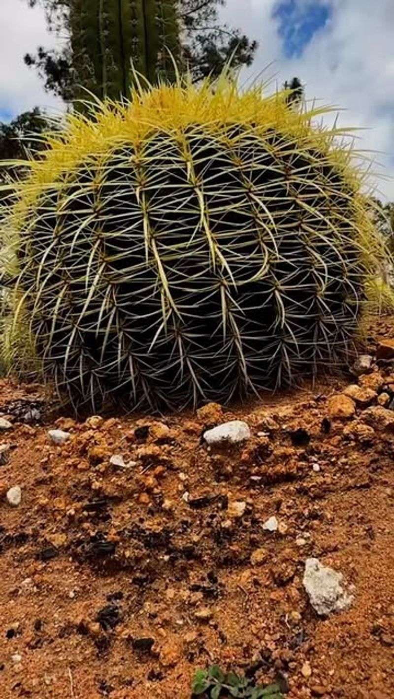 Barrel Cactus