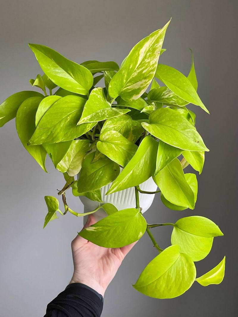 Pothos