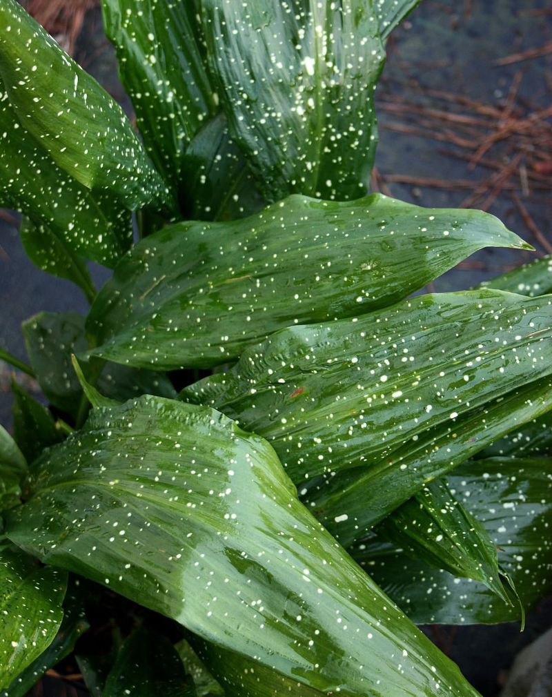 Cast Iron Plant