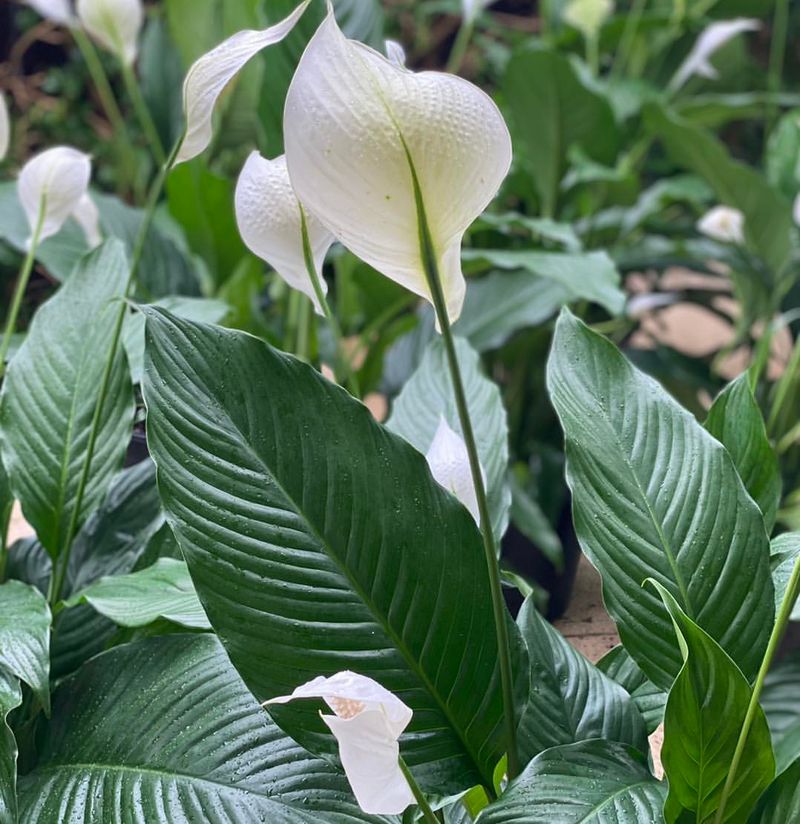 Peace Lily