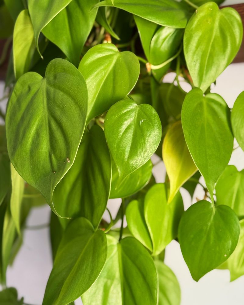 Philodendron