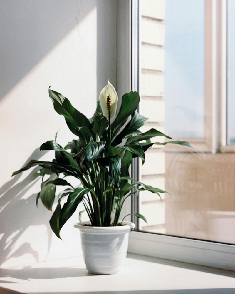 Peace Lily