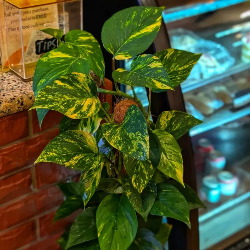Pothos: Versatile Trailing Beauty