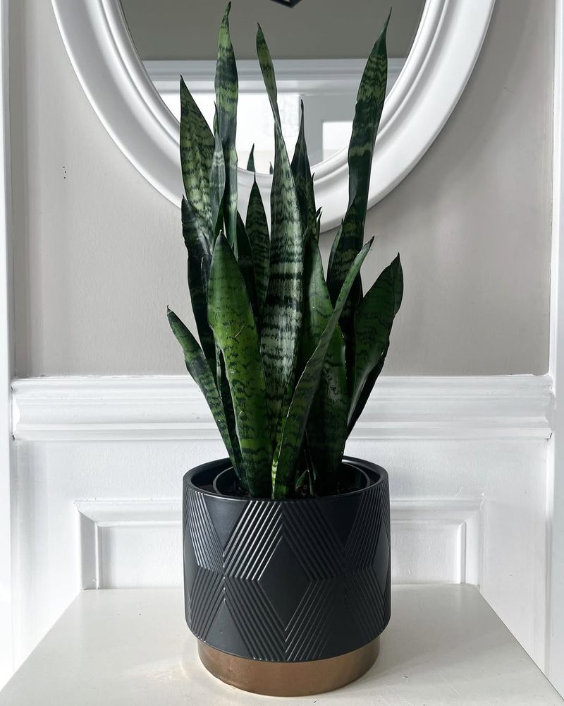 Snake Plant (Sansevieria trifasciata)