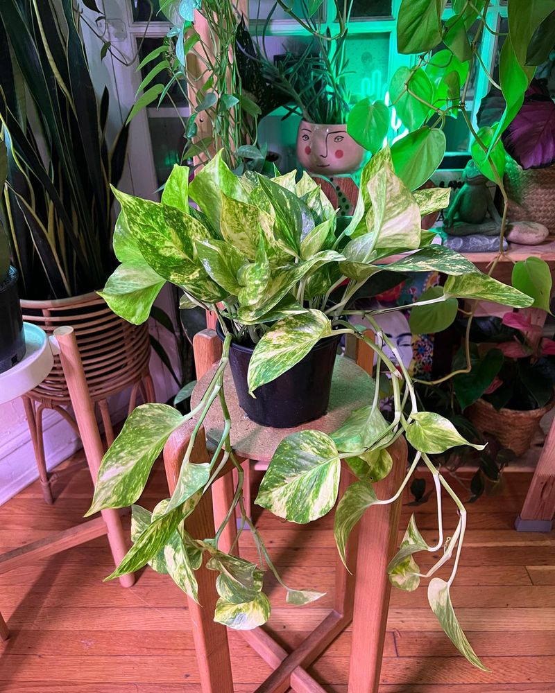Pothos (Epipremnum aureum)
