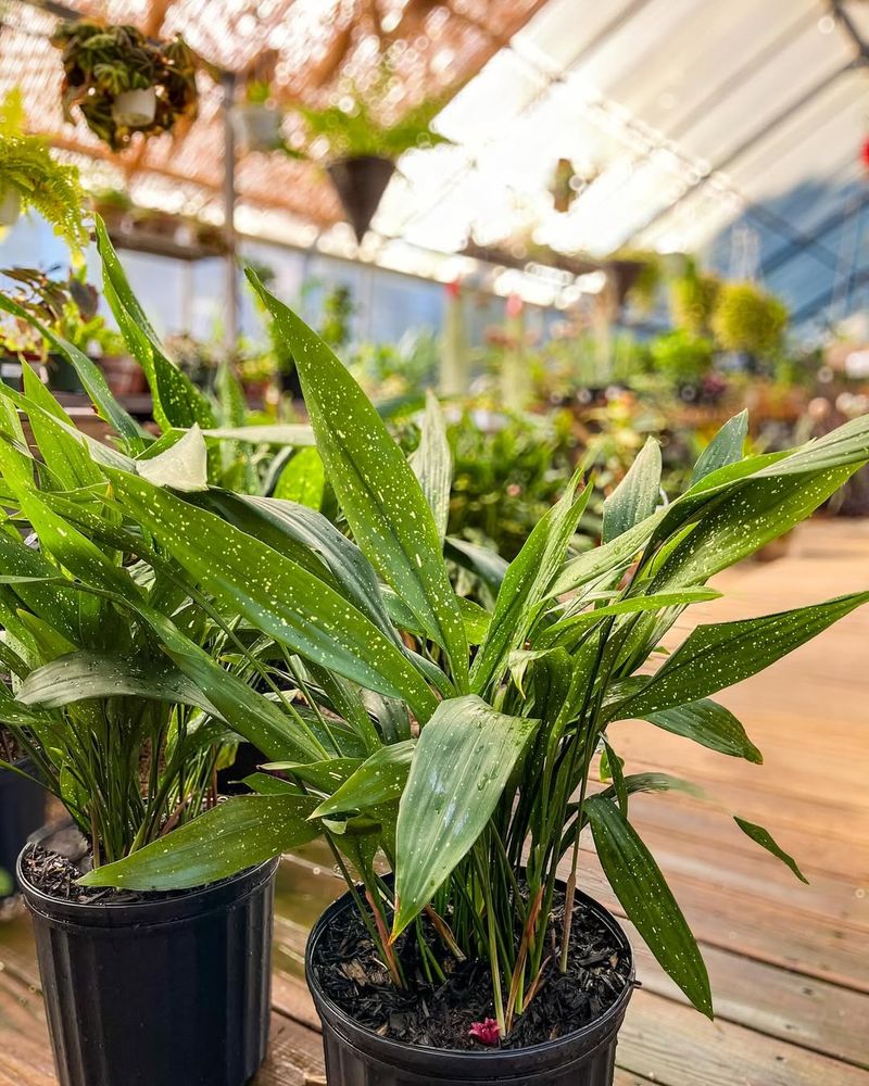 Cast Iron Plant (Aspidistra elatior)