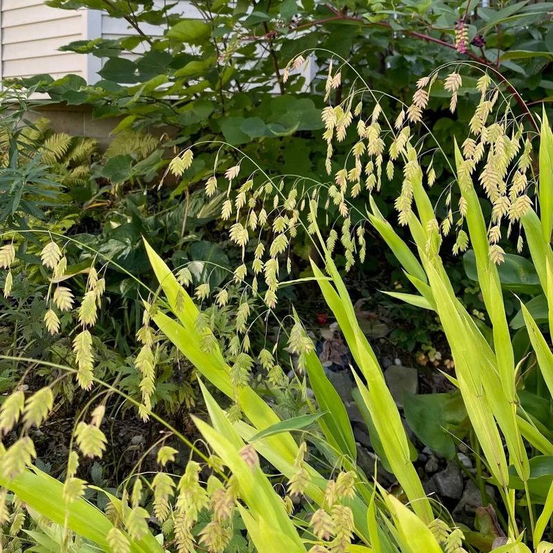 Inland Sea Oats