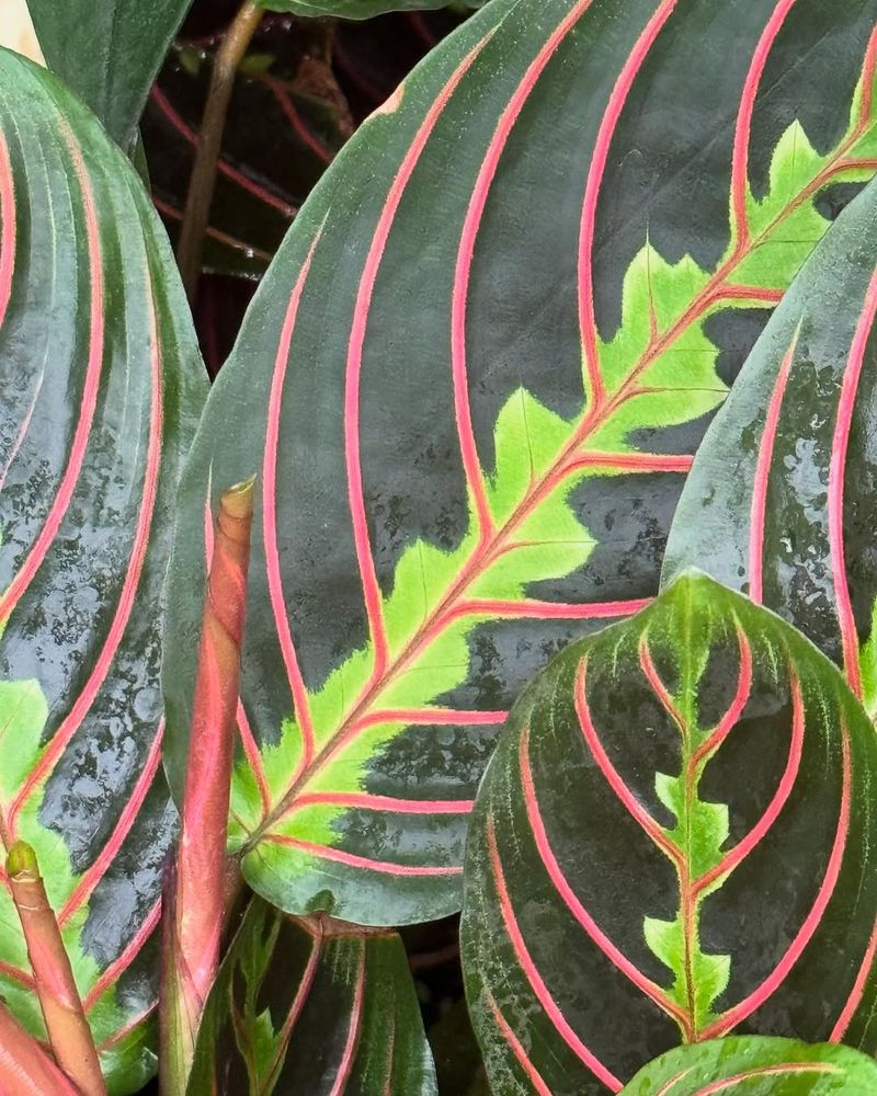 Prayer Plant