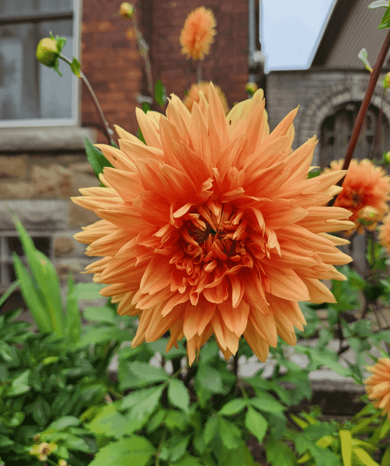 Dahlias