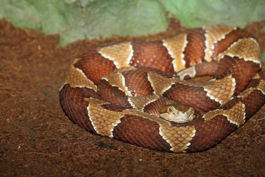 southern copperhead
