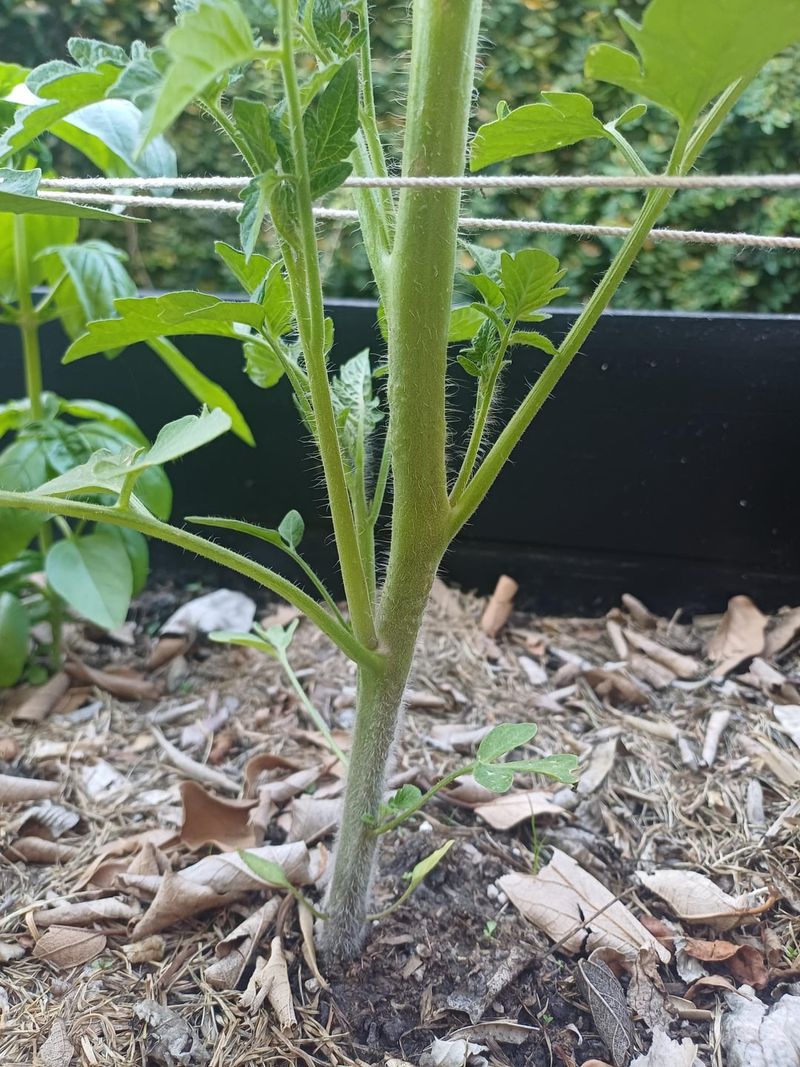 #2 Pruning Suckers Boosts Fruit Production