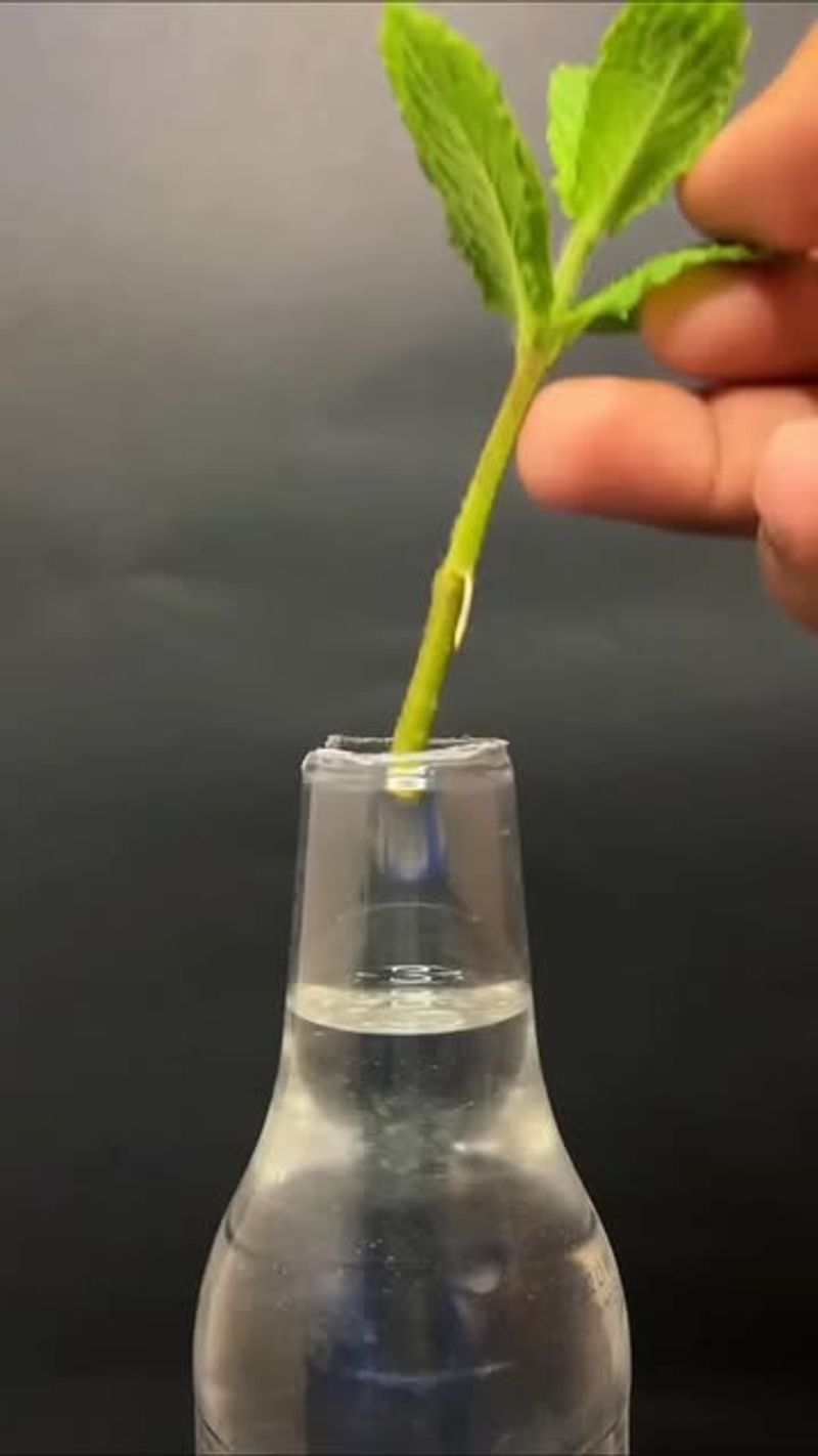 #2 Get A Glass Of Fresh Water Ready