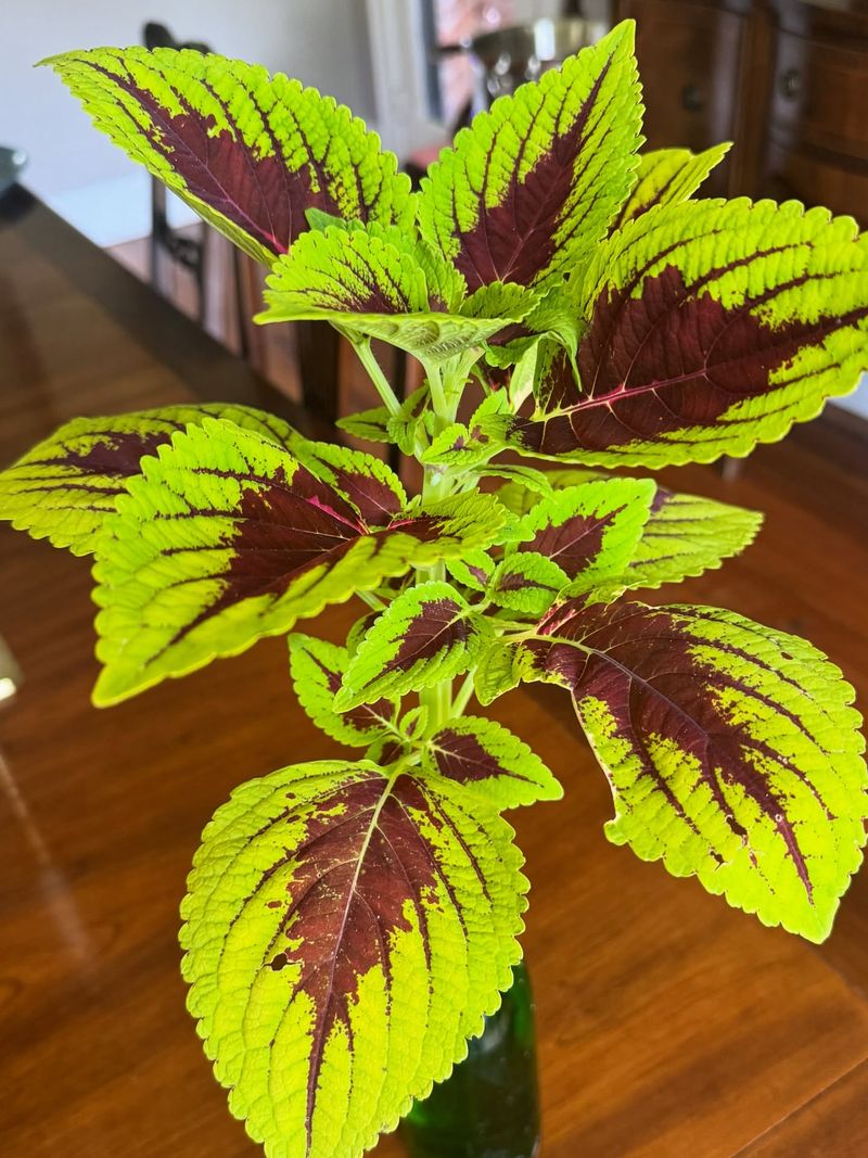 #2 Root Fresh Starts From Coleus Before The Frost