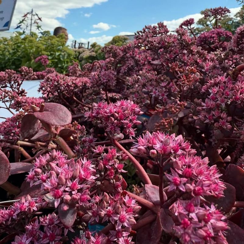 2. Sedum (Stonecrop)