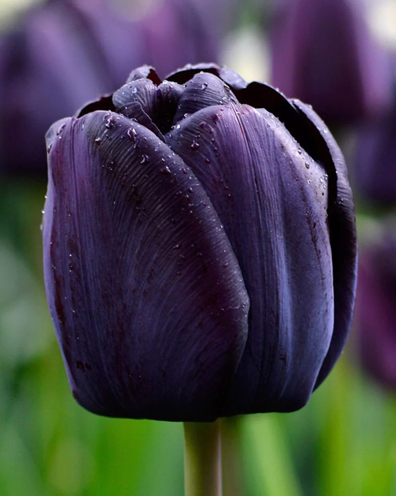 2. Queen Of Night Tulip