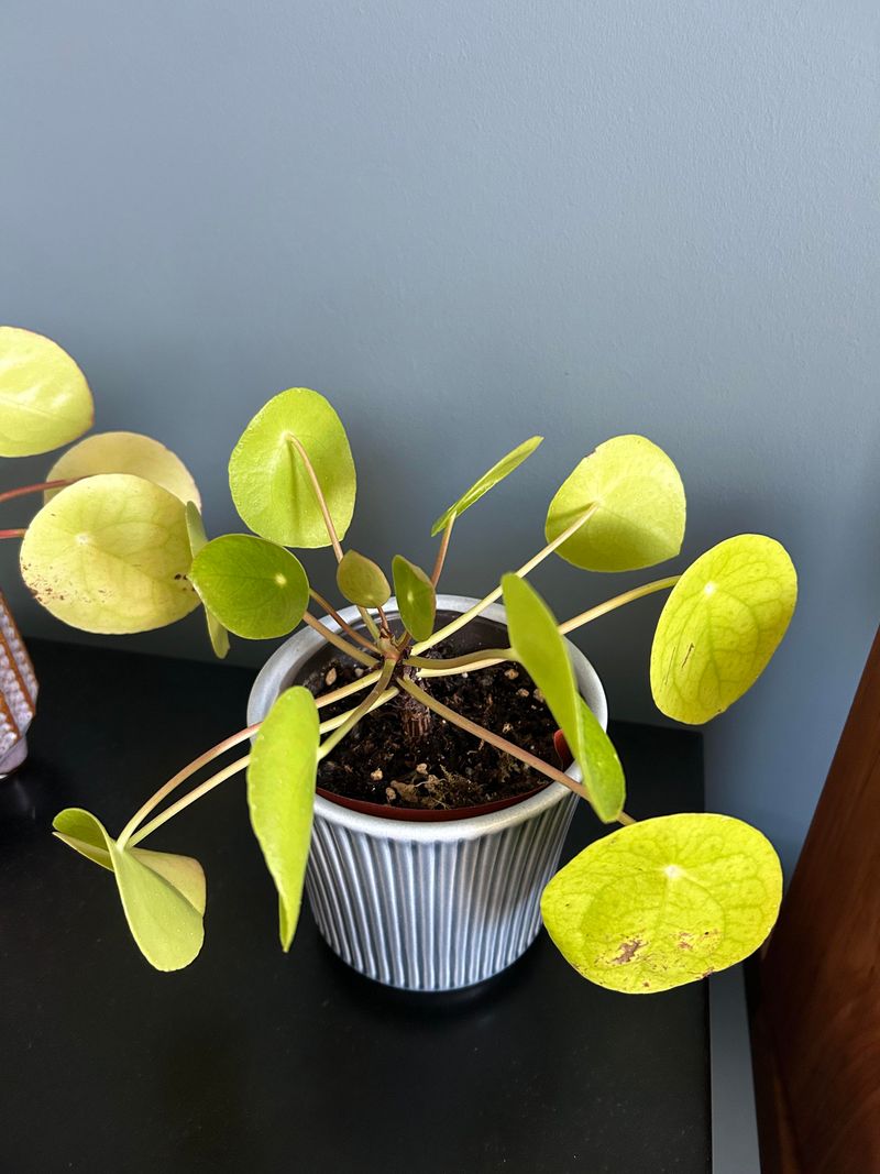 2. Faded, Washed-Out Leaves Started Looking Pale