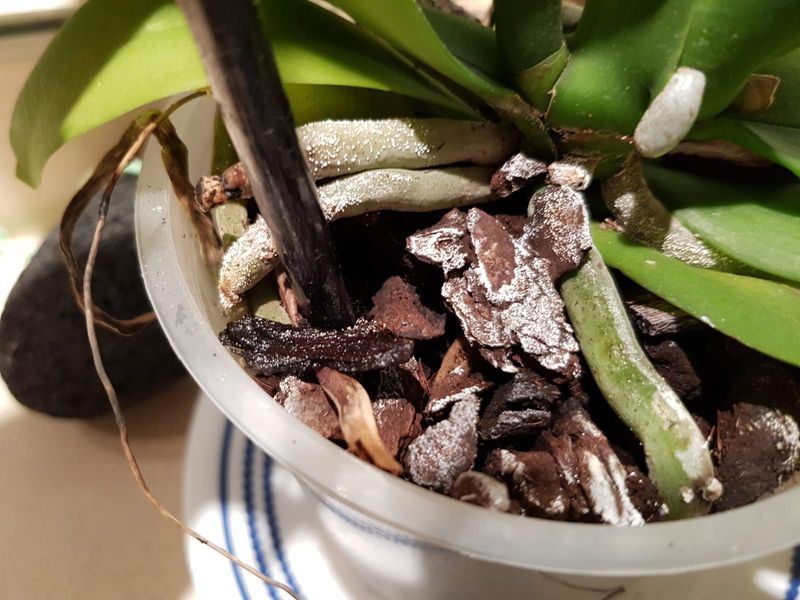 2. White Crusty Buildup On Soil Or Pot