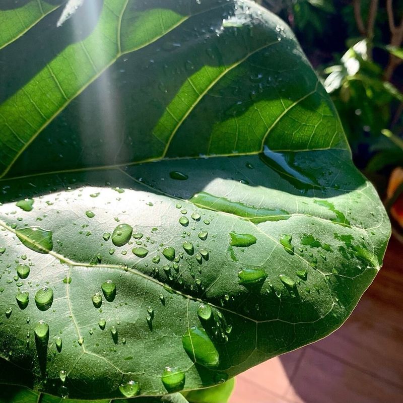 2. Water Consistently But Don't Overdo It