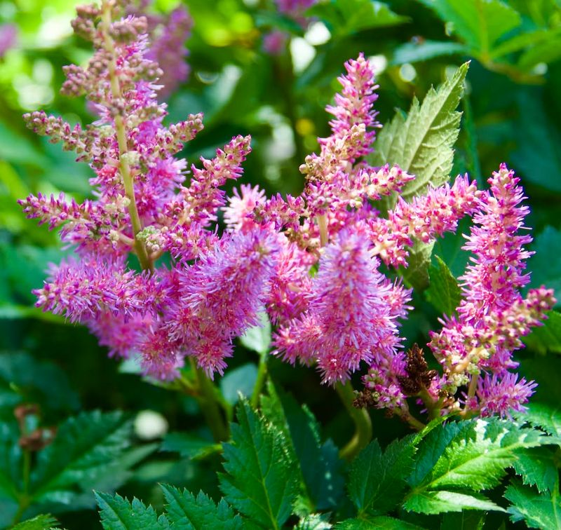2. Astilbe