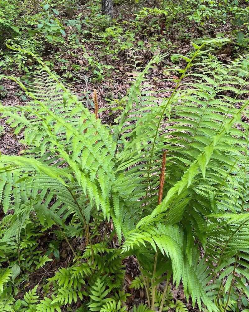 2. Ferns