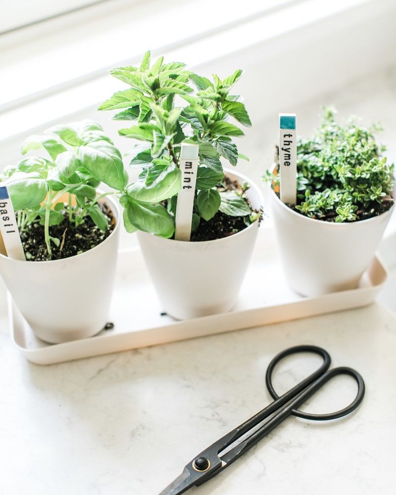 2. Choose Low-Light Herb Varieties