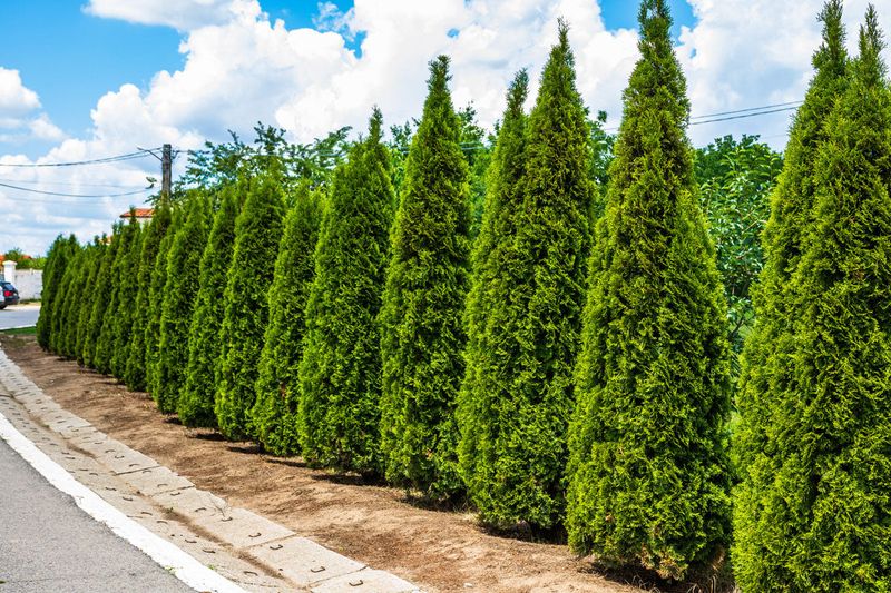 2. Arborvitae (Thuja)