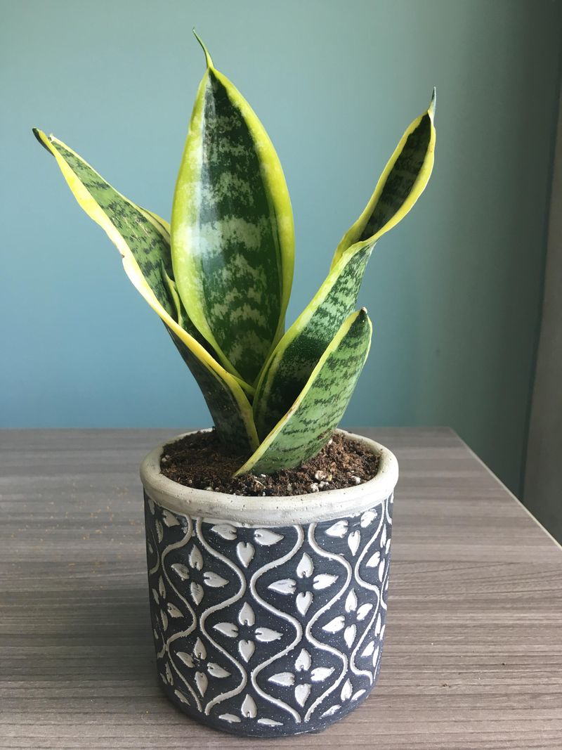 2. It Releases Oxygen At Night Unlike Most Plants