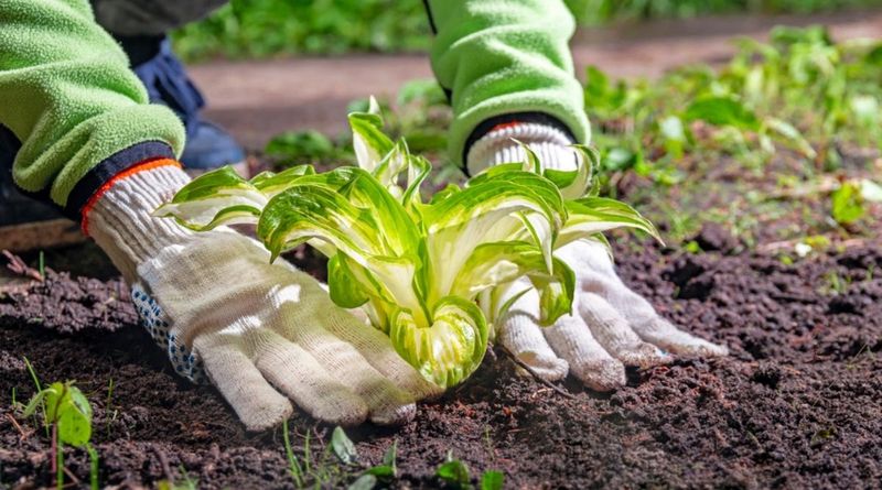 2. Ignoring Soil Quality