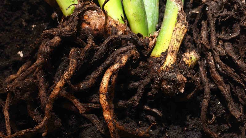 2. Root Rot Becomes A Real Threat