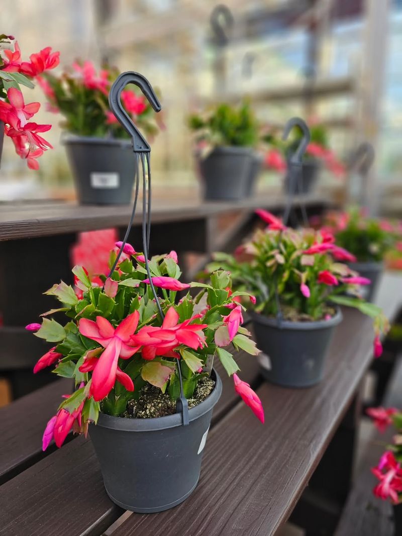 2. Christmas Cactus