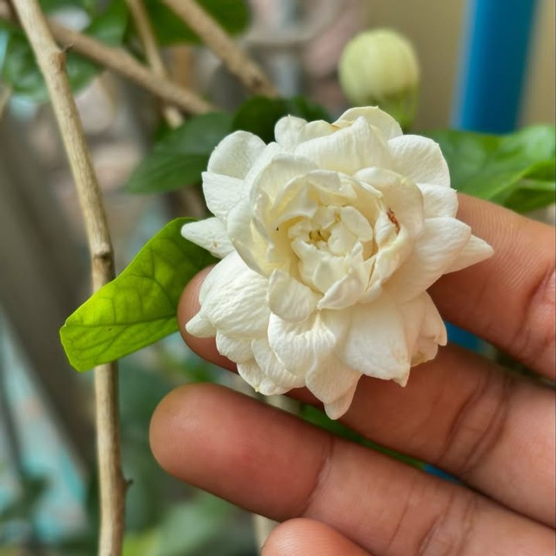 2. It Blooms Year-Round With Proper Care