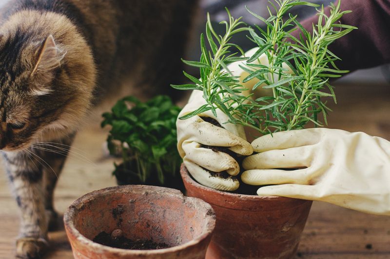 2. Natural Oils Irritate Their System