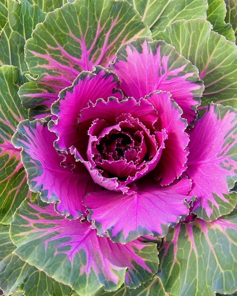 2. Ornamental Kale