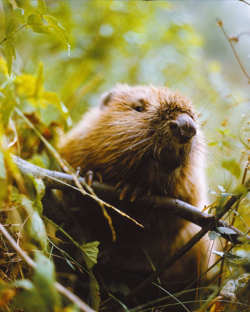 American Beavers