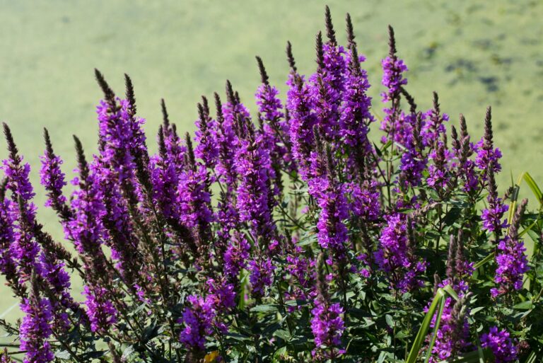 plant (featured image)