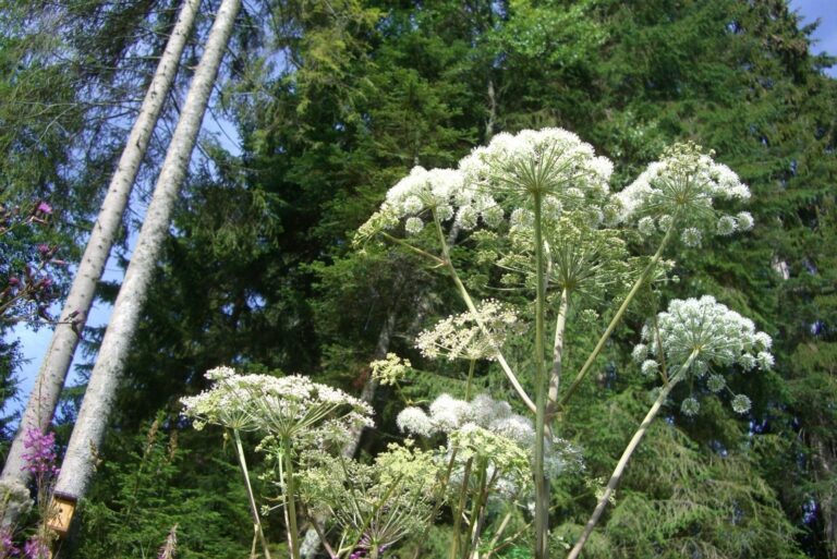Giant Hogweed Blossom