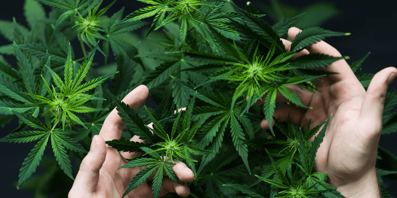 Hemp Without Proper Licensing