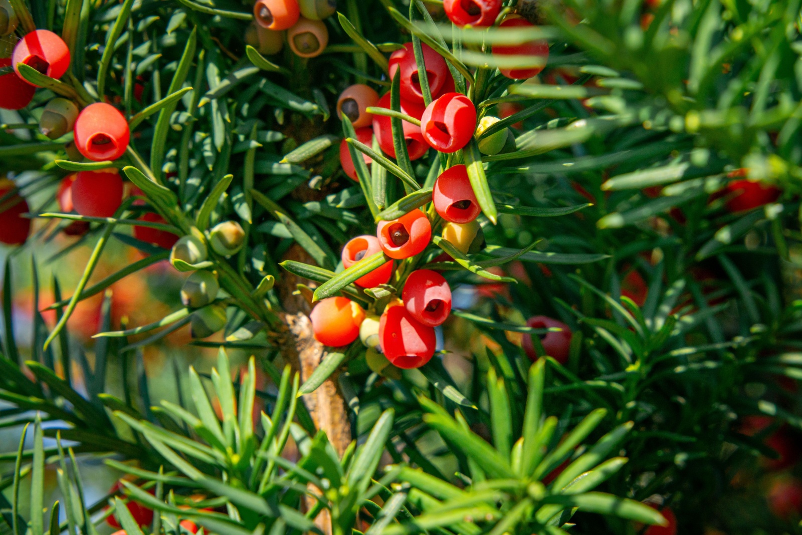 10 Beautiful New York Plants That Stay Alive All Winter With No Effort