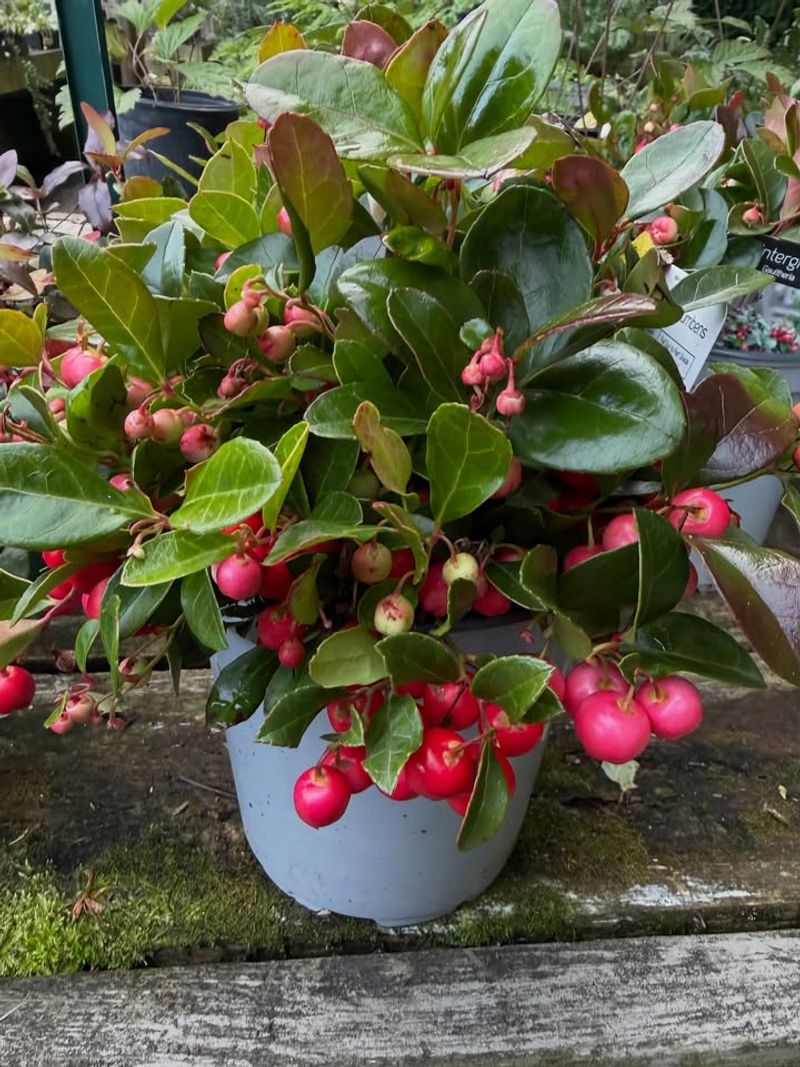 Wintergreen (Gaultheria procumbens)