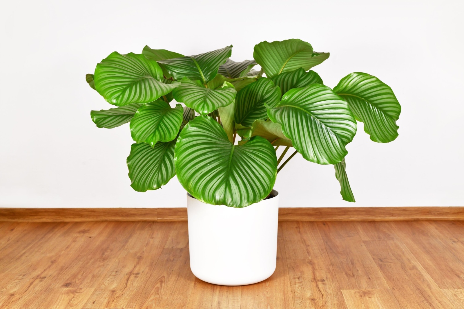 10 Big Leaf Houseplants That Will Transform Your Texas Home