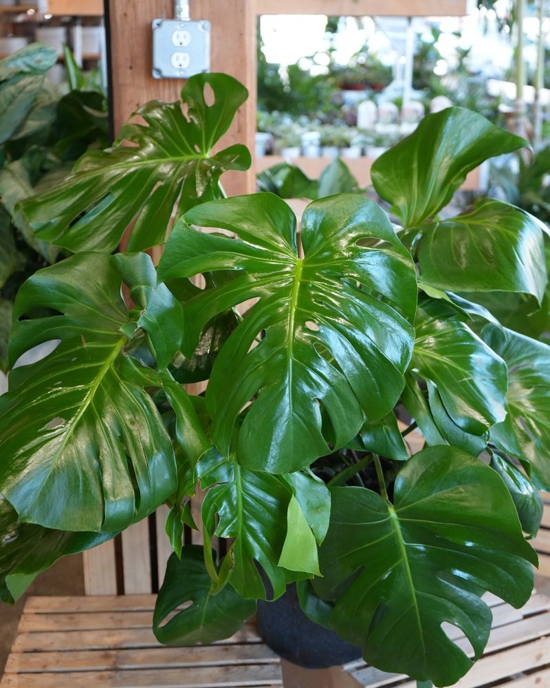 Monstera Deliciosa