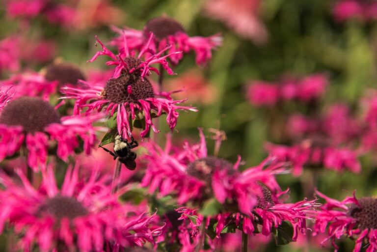 Bee and Bee Balm