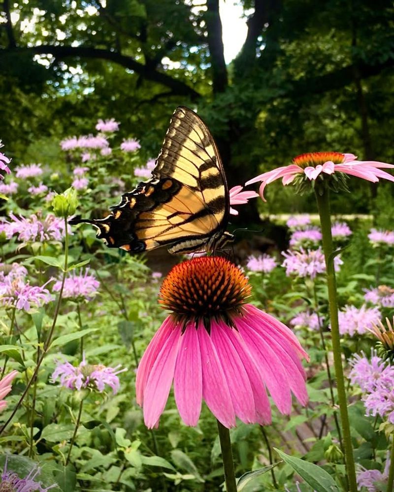 Purple Coneflower (Echinacea)