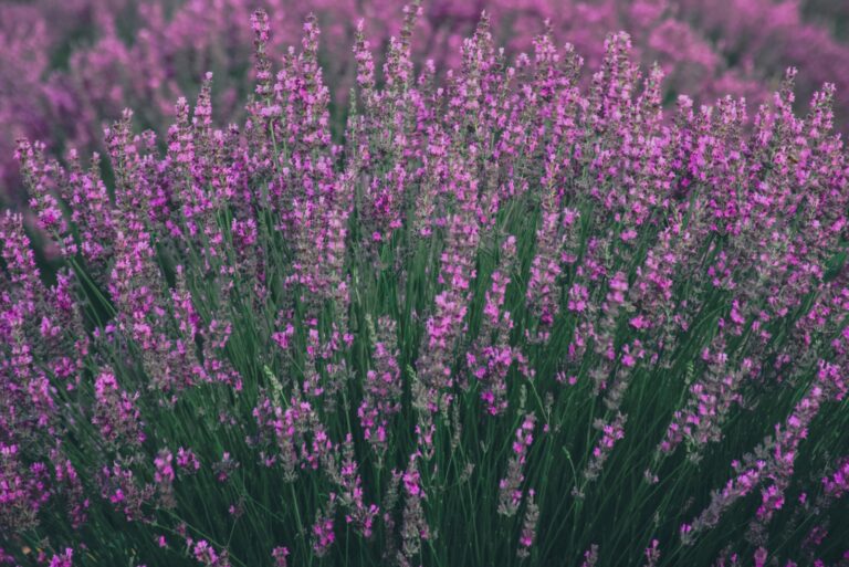 lavender in bloom
