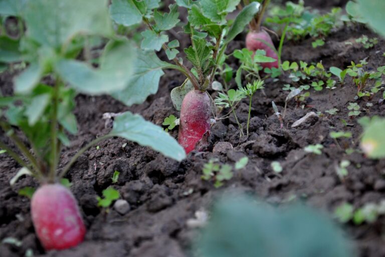 radish garden